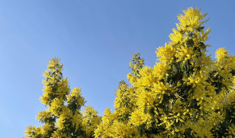 fete-mimosa-oleron.png