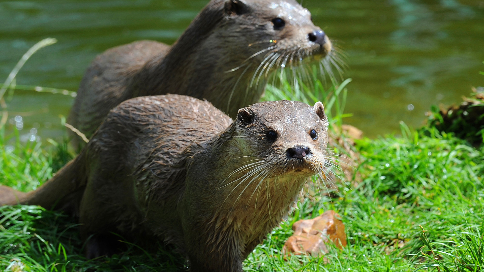 Deux loutres au parc animalier Zoodyssée dans la forêt de Chizé